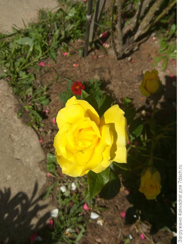 Говорят, что желтый цвет - измена, а мне нравится