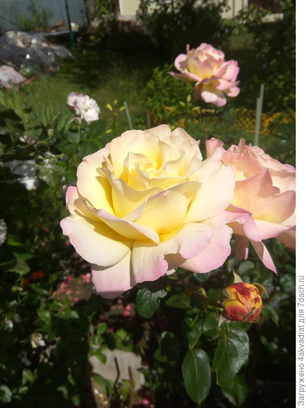 Тоже не знаю названия, но ведь красотка.