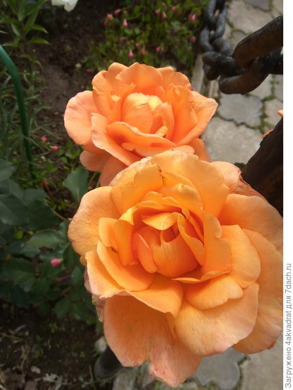 Оранжевое солнышко в цветнике