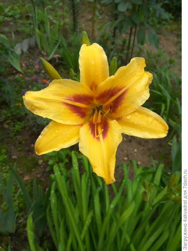 Кстати, вот ещё лилейник с высокими цветоносами.