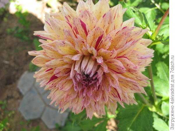 А это прошлогодние.