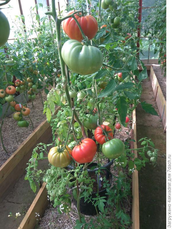 У меня она ребристая и с &quot;пимпочкой&quot;