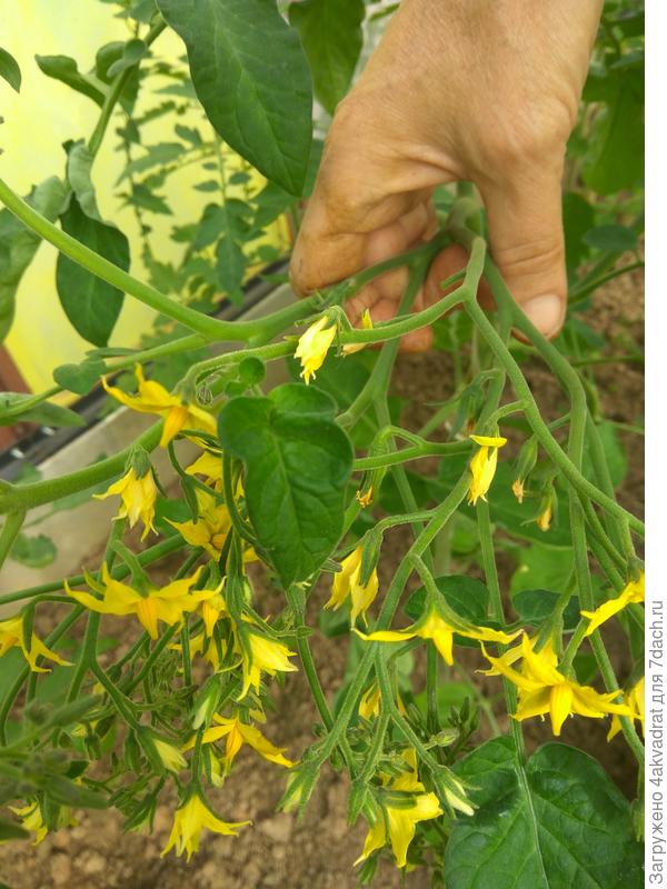 А это цветет Гераниум Кисс