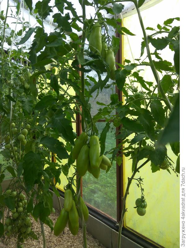 Слева в глубине &quot;Гераниум Кисс&quot;