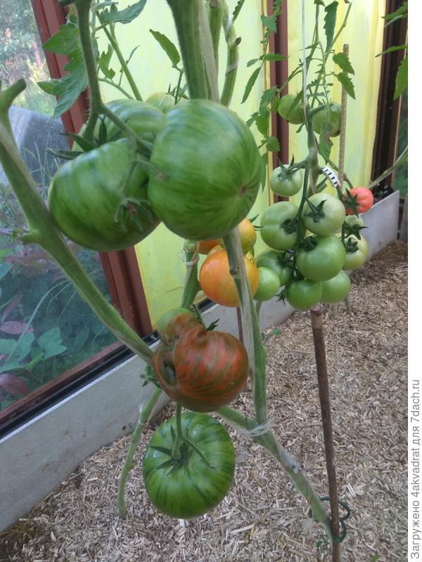 Шоколадный полосатый