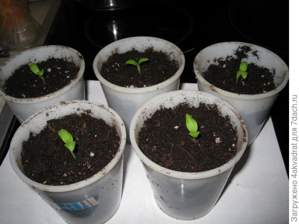 Распикированные баклажаны