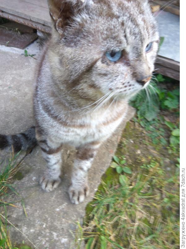 А это дачный Василек, необыкновенно голубые глаза.
