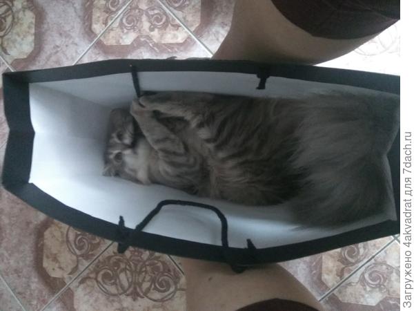 И почему кошки так любят коробки и пакеты?