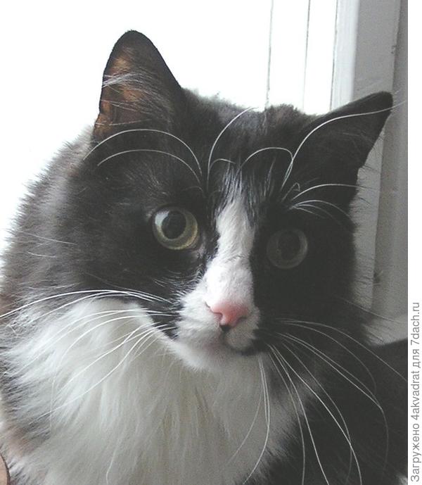 А это мой Чарли, роскошный красавец, прожил почти 20 лет.