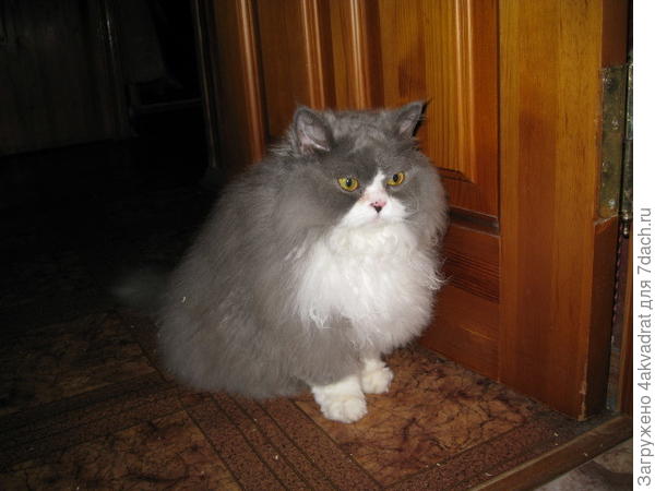 Касандра, для своих Кася, жила у меня, пока хозяйка отдыхала. Такой вот пушистый шарик.