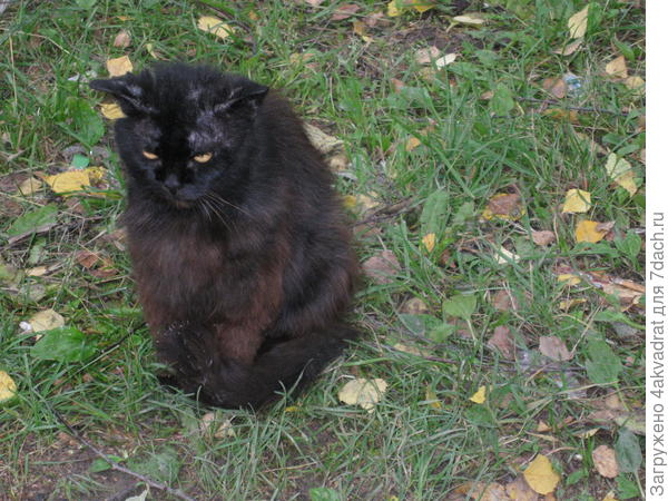 Уличный котяра, фото сделано в г.Мирный Арх.обл., вполне мог бы сыграть Кота Бегемота, очень серьезный котяра.