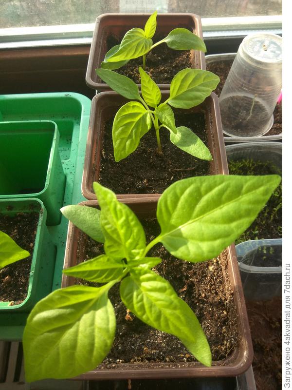 У самого большого уже 3 пары настоящих листьев, а это только 3 недели после всходов