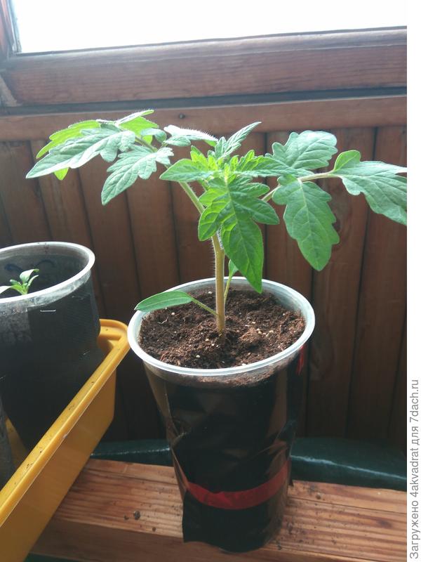 А это моя малышка, но за месяц как раз подрастет, но это конечно не Сл.капля.