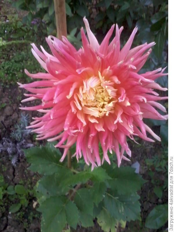 Всем удачного лета, теплого, с умеренными осадками, и чтоб без катаклизмов.