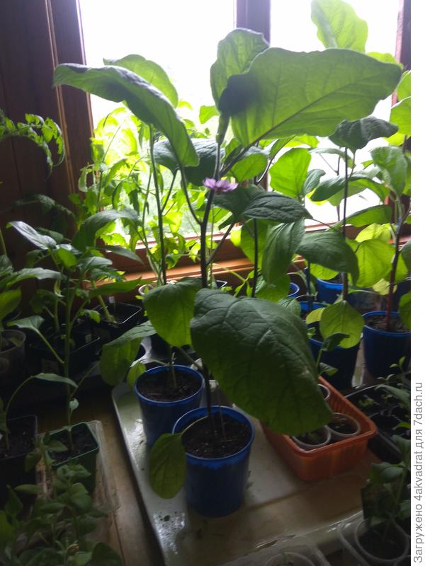 Цветущий баклажан, от всходов 2 месяца.