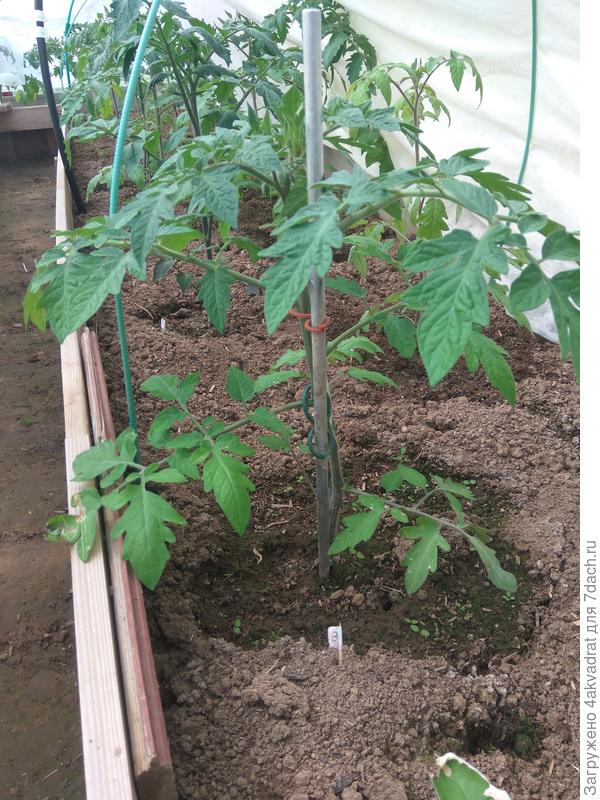 Томат Земба.