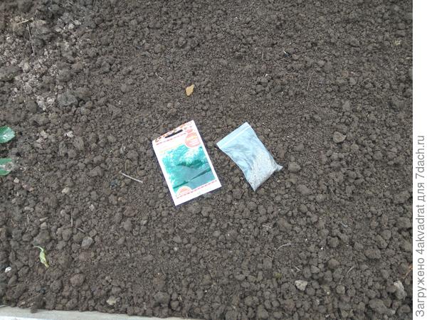 Посев укропа в грунт