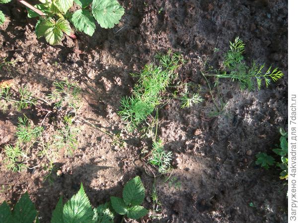 фото 5 июня, прошла неделя после пересадки.