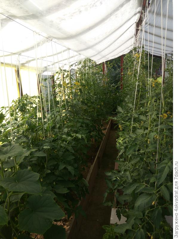 Тоже лес томатный