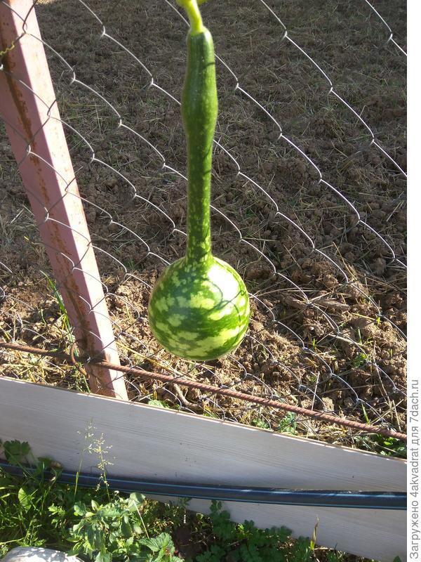 Это она ещё маленькая, сейчас подросла, пришлось поместить в сетку и подвязать к решетке.