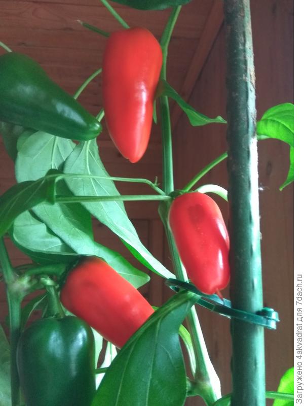 "Урожай" под потолком