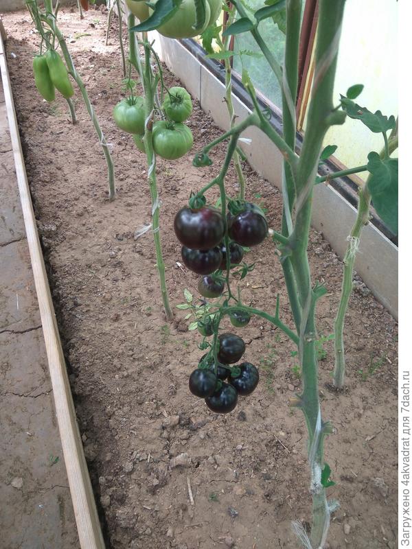 Томат Земба (тоже сорт, но размер- довольно мелкий)