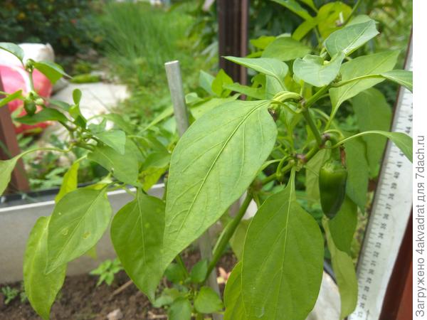 Новые завязи в начале сентября