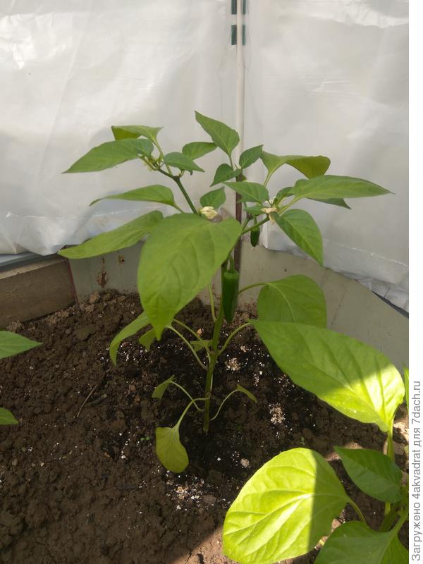 В парнике Агрощит, фото 9 июня.