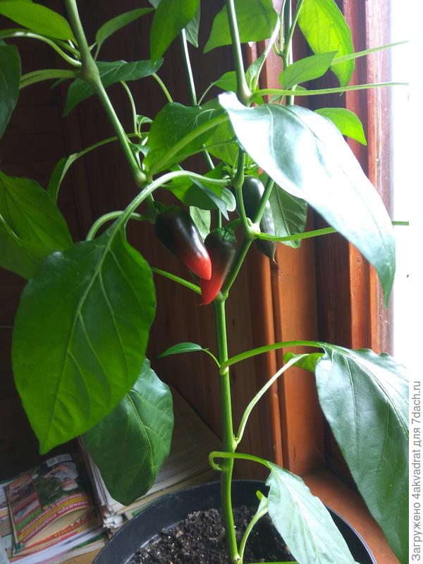 Первые перчики