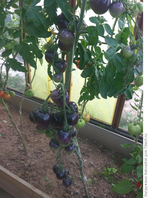 Аметистовая драгоценность, это уже сорт.