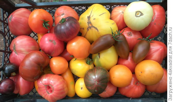 Томатная &quot;радуга&quot;