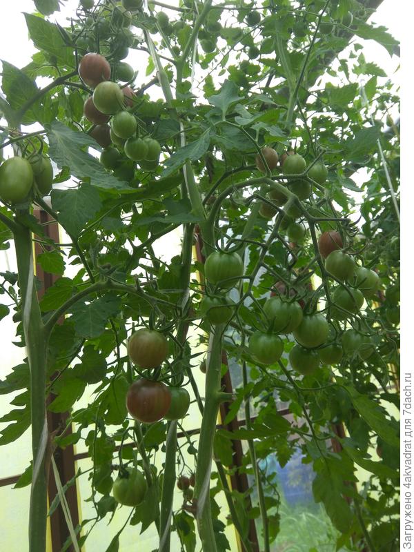 Черничка (коричневые)