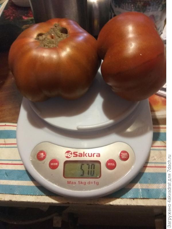 Крымский черный