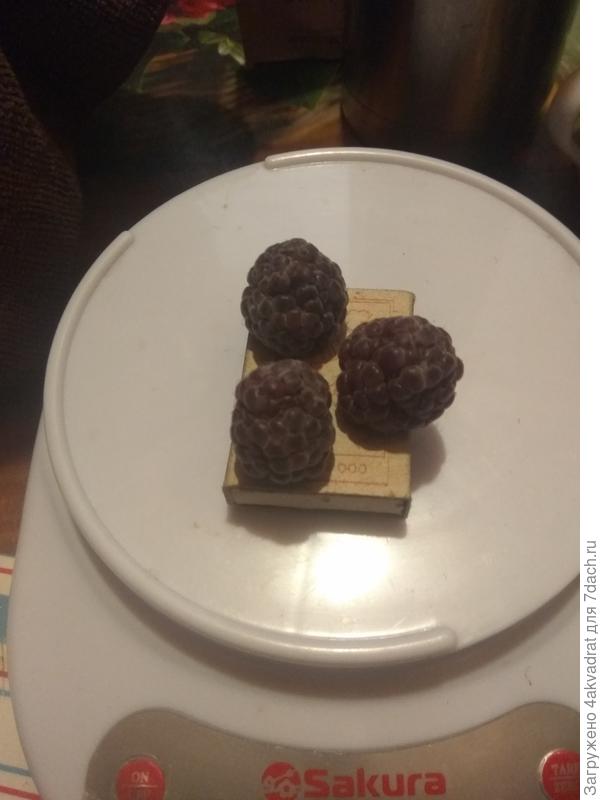 Ягод было очень много и как результат они были не очень крупные, обычно бывают до 9 грамм, не приторно сладкие, с небольшой кислинкой.