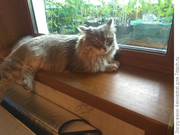 Грустная кошка, к рассаде не пускают, скучно киске.