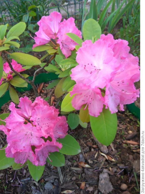 А это мой красавчик.