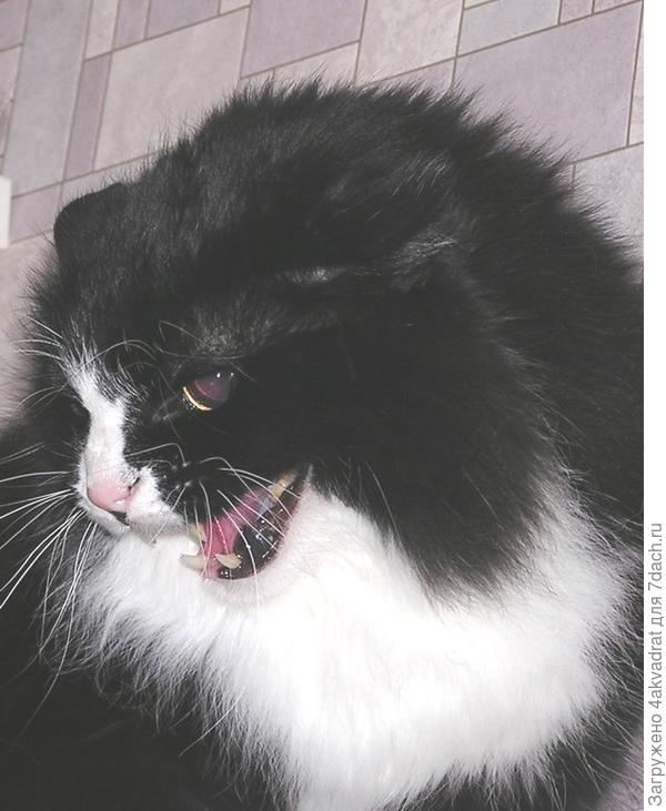 Но бывало и так, первый раз увидел игрушечного кота.