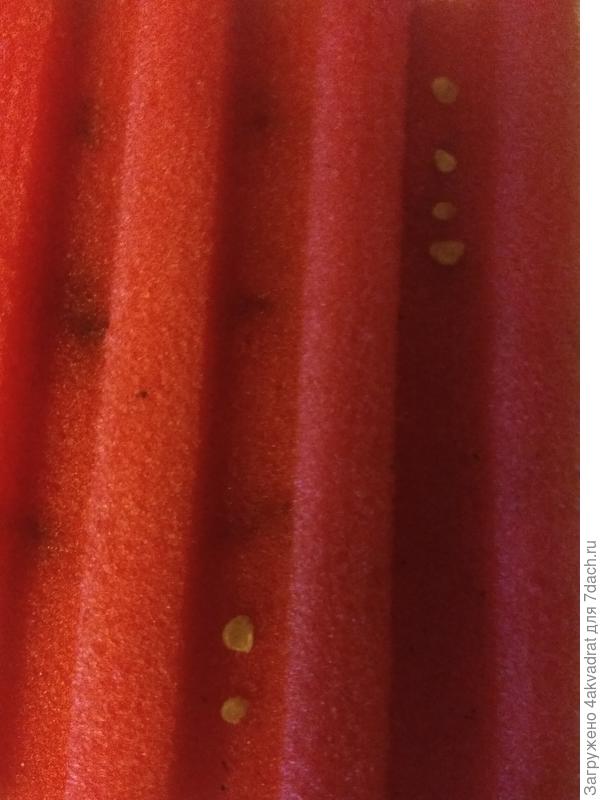 Раскладка семян