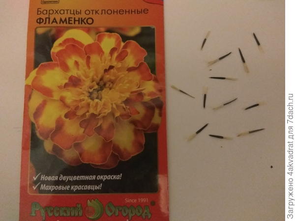 Семена