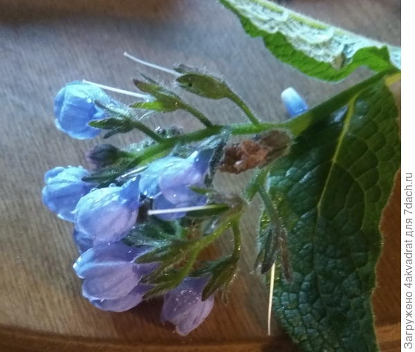 это тоже июньский цветок