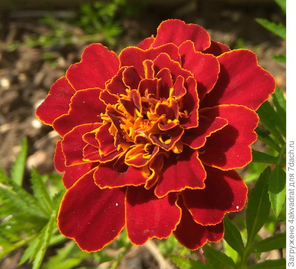 красный означает - красивый