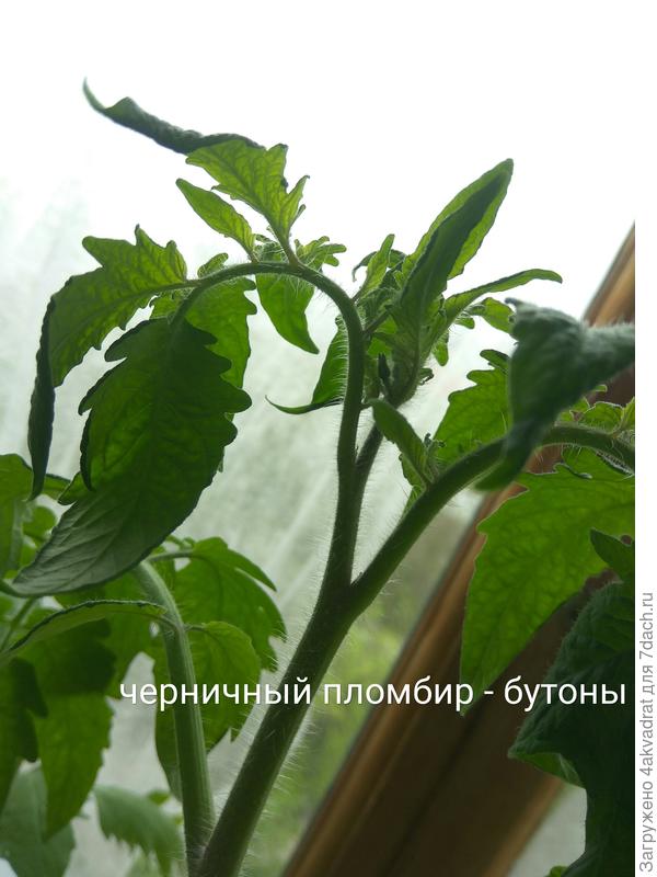 тт