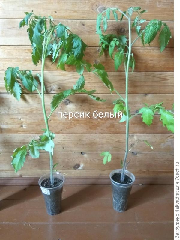 тт