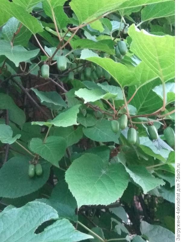 Актинидии много будет