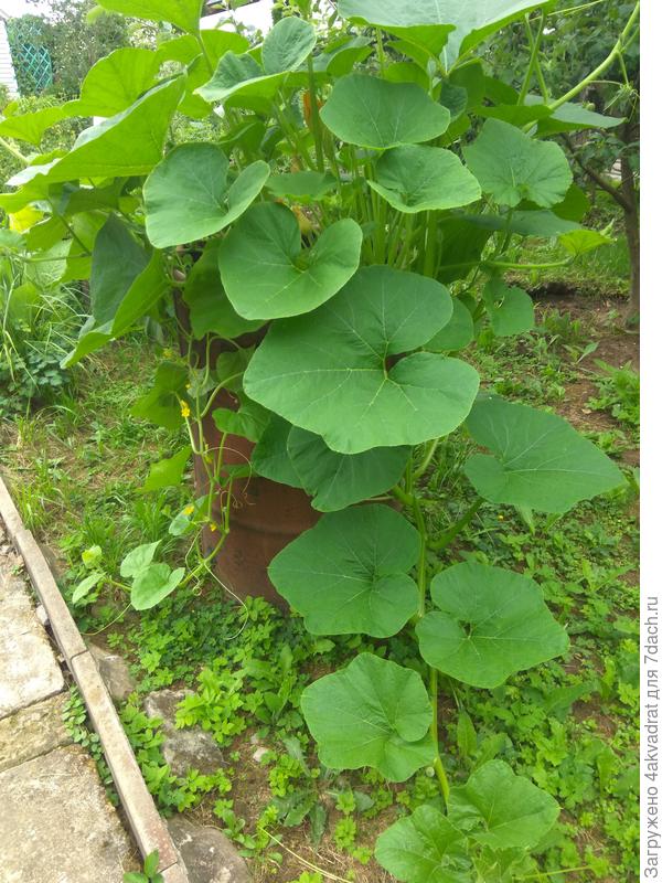 тыква в бочке