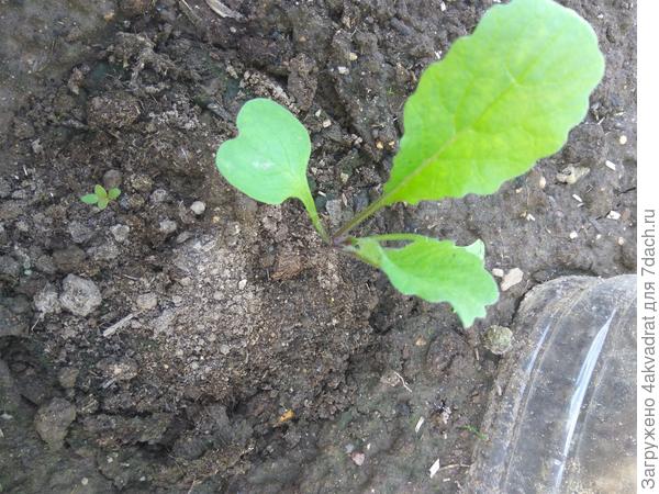 Пересаженный дайкон