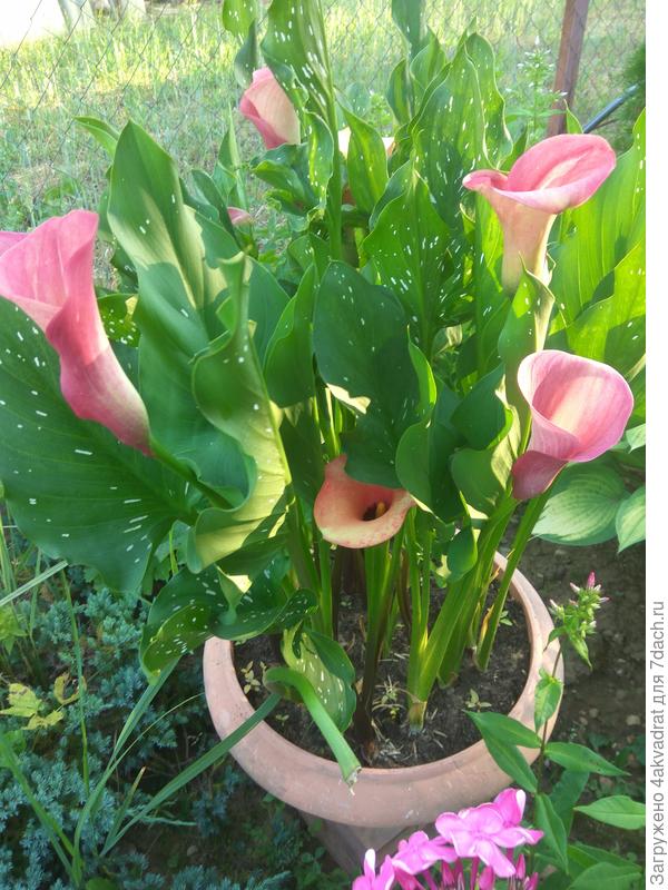 Фото этого лета