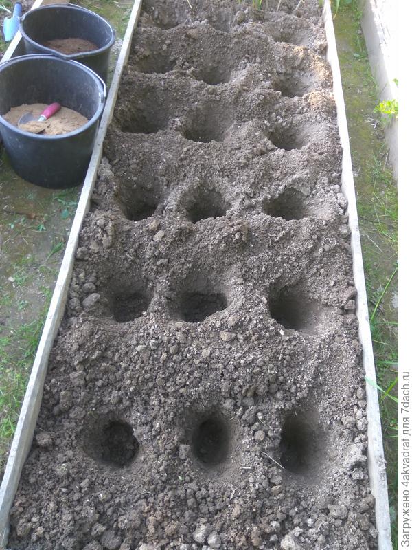 Лунки для посева семян