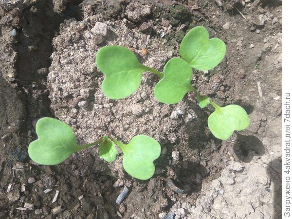 Первый настоящий.