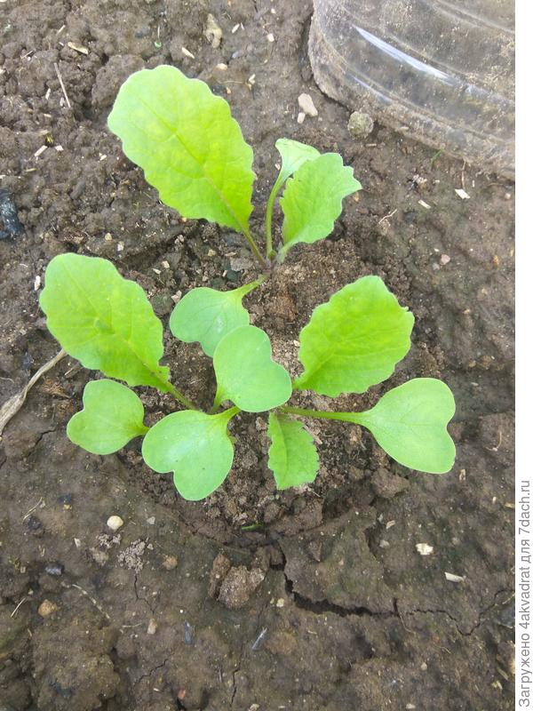 Раз, два... считаем листики